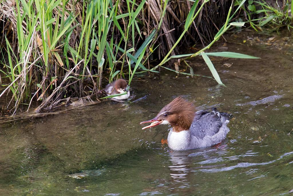 Camping & Au an der Donau